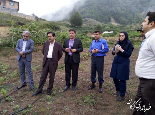 روستای زیارت مستعد کشت زعفران و گیاهان دارویی