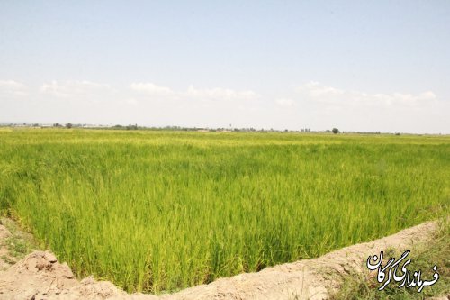 طرح تجهیز و نوسازی اراضی شالیزاری روستای تقرتپه بخش مرکزی گرگان اجرای شد