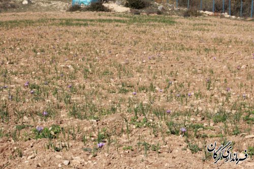 کشت گیاهان دارویی در اولویت روستاهای شهرستان گرگان قرار می گیرد